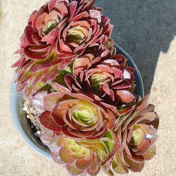 3.5"-5.5" Rooted Aeonium Halloween Crested