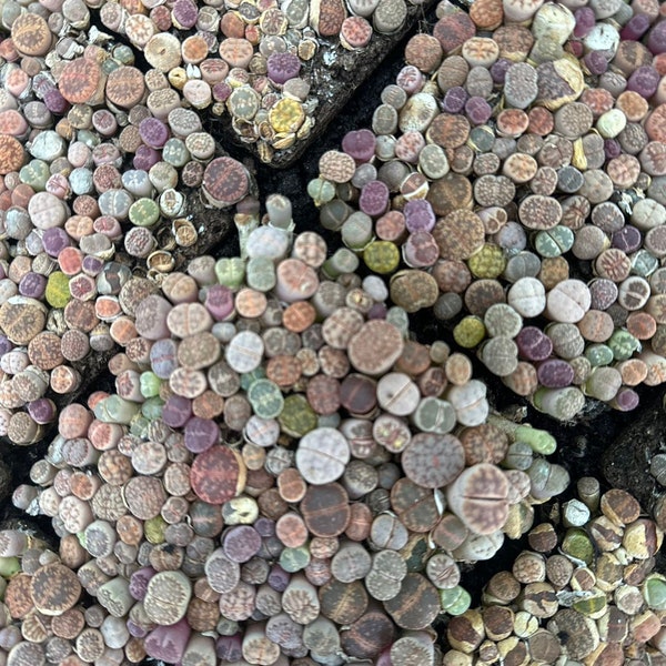 Rainbow cake ONE YEAR OLD baby lithops||Colorful mixed||Each square has 180-250psc||Randomly Ship With Soil