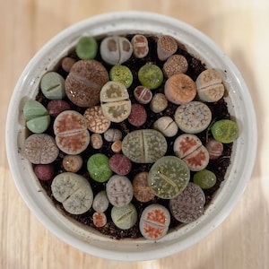 Live Plants(0.2-0.3”), Lithops , Living Stone,RANDOMLY Shipment