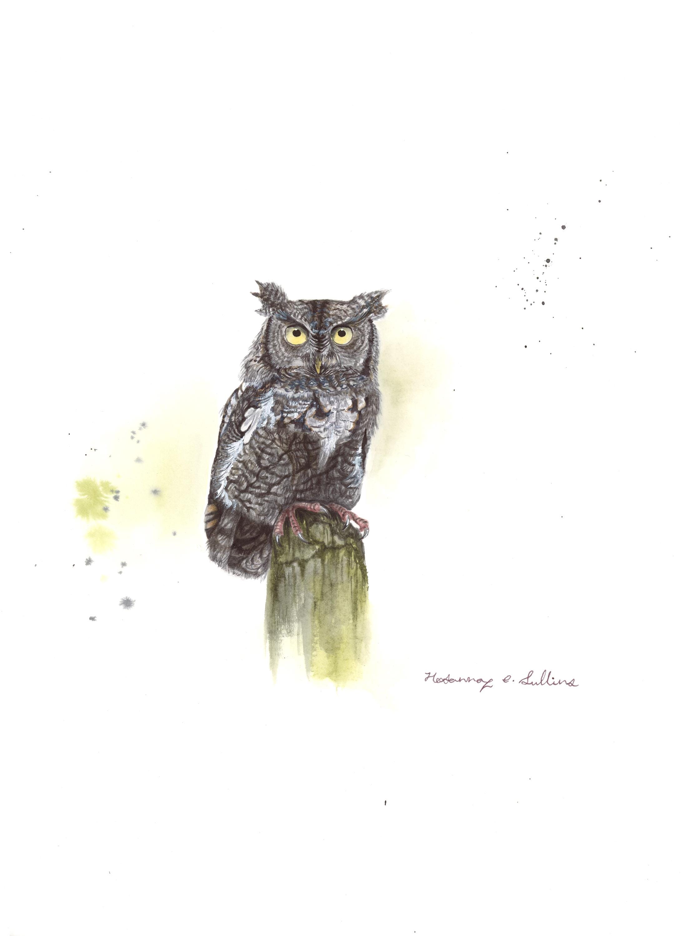 Watercolor eastern screech owl