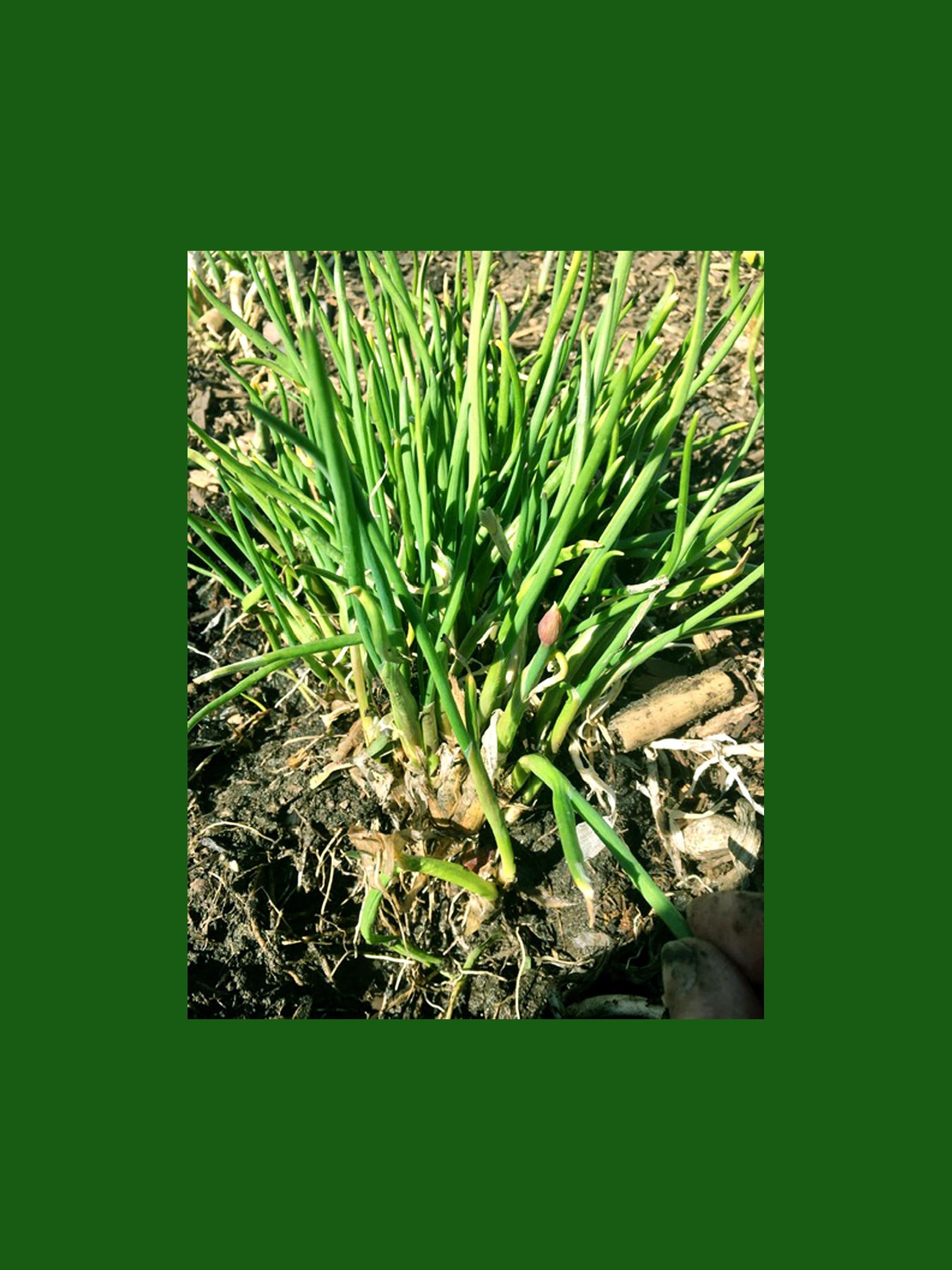 Onion Chive Live Plants SPRING PLANTING Bare Root Plants Etsy