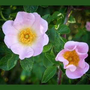 Wild Rose, Live Cuttings, Prairie, Pink, Arkansas, Fragrant, Drought Resistant, Attract Bee Pollinators, Perennial Flower Self Propagating