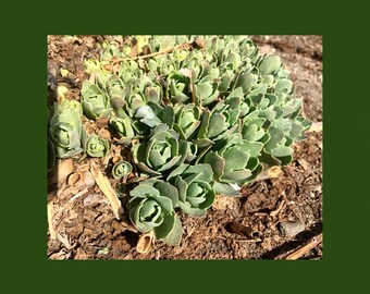 Stonecrop, Live Root Stock, Hylotelephium Fragrant, Drought Resistant, Attract Bee Pollinators, Perennial Flowers, Self Propagating, BONUS