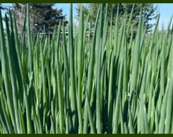 Egyptian Walking Onion Plants - Heirloom Organic Grown Ready to Plant Perennial 1 year old Fresh Dug Stock Summer/Fall Planting Opportunity