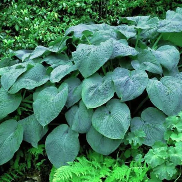 Hosta Elegans Live Root Stock Plant, Blue Hostas 1 to 6 yr old Shade Loving Perennial Self Propagate Shade Garden Thick Beautiful Folliage