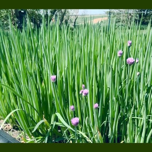 Egyptian Walking Onion Plants - Heirloom Organic Grown Ready to Plant Perennial 2 year old Fresh Dug Stock Spring Planting Opportunity