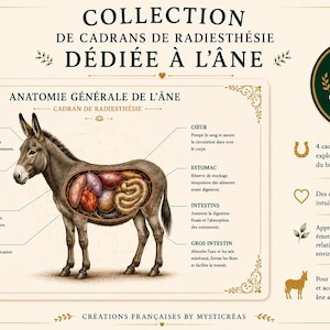 Pode incluir: Uma coleção de quatro gráficos de radiestesia dedicados ao burro, apresentando uma ilustração anatómica de um burro com órgãos rotulados, incluindo cérebro, olho, pulmões, fígado, coração, estômago, intestinos e intestino grosso em francês.