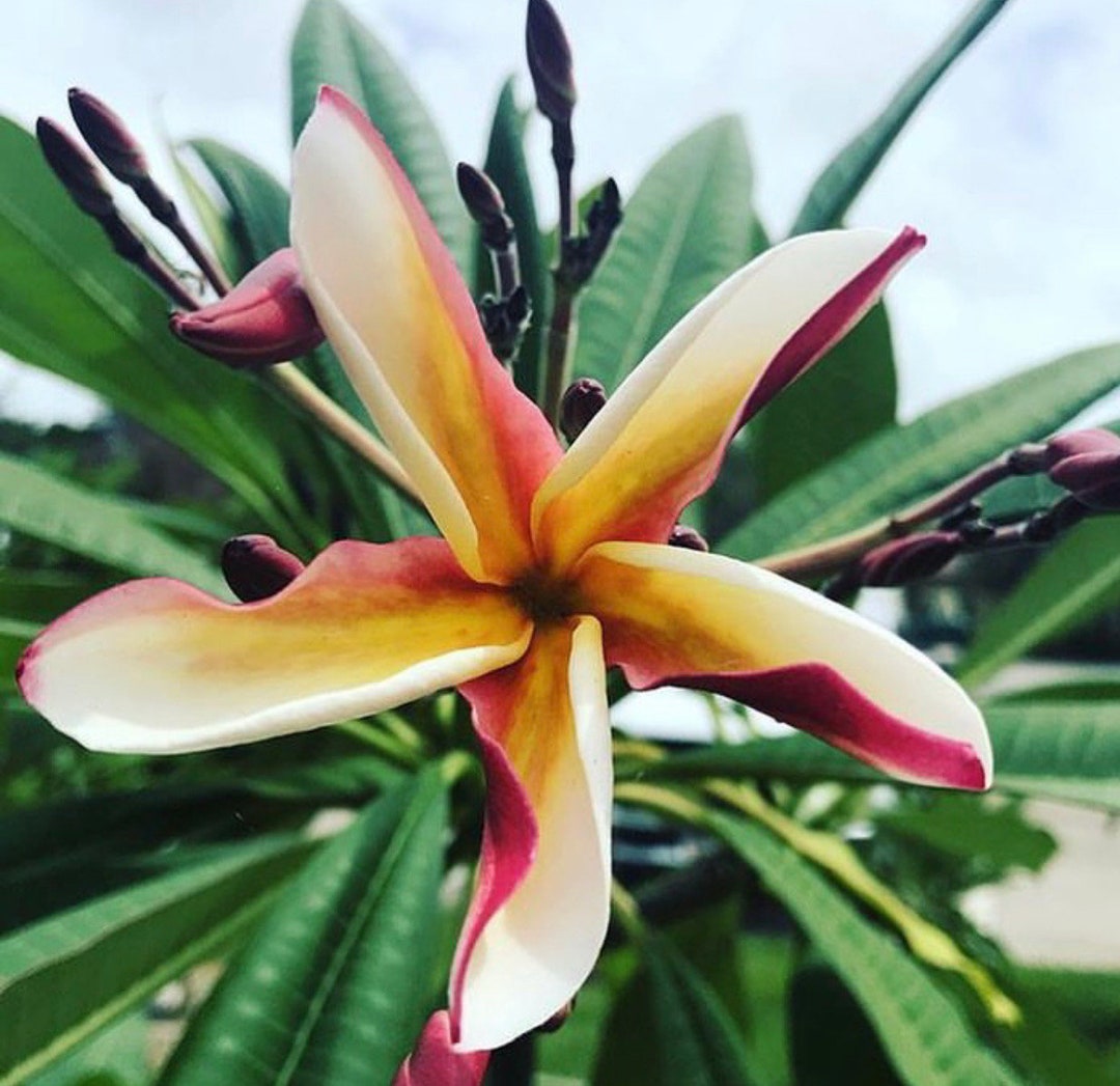 Rare Waianae Beauty Plumeria AKA Madame Poni - Etsy