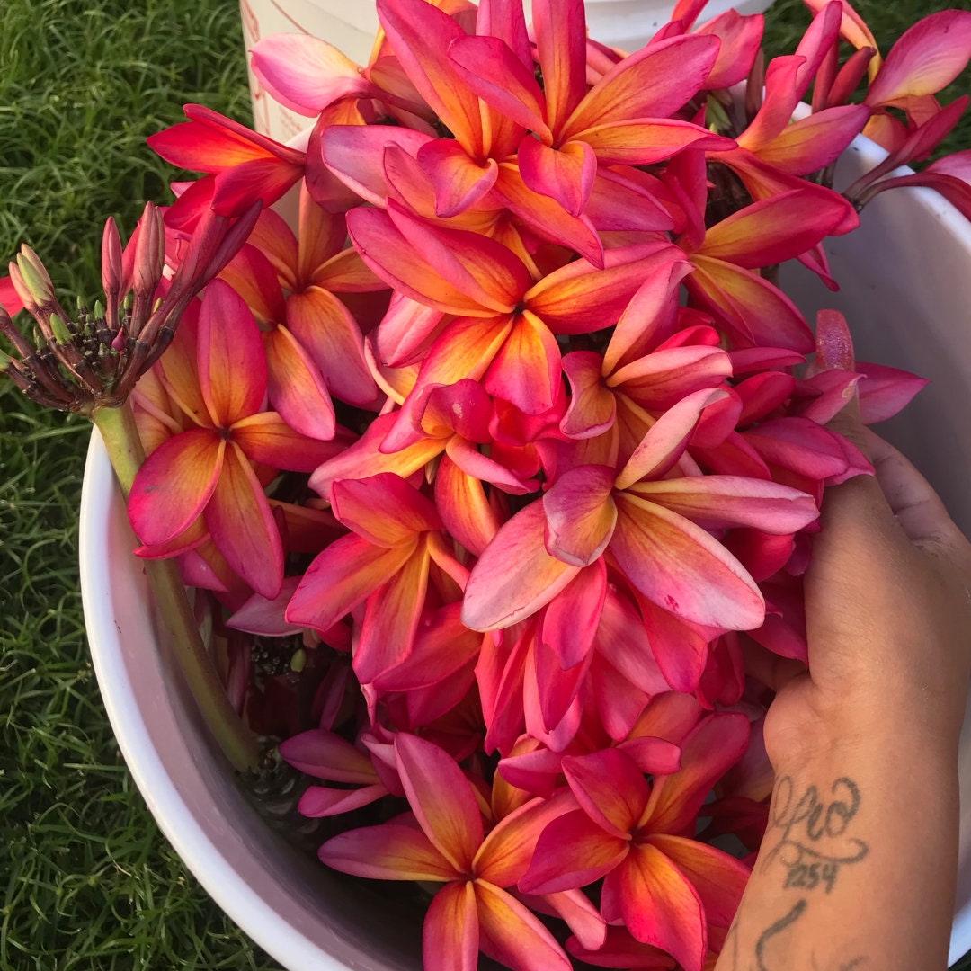 ぴーすけKauka Wilder/ Hawaiian Kauka Wilder Plumeria
