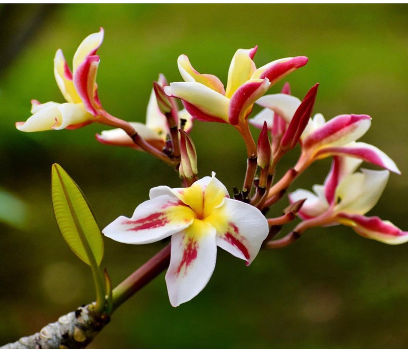 Rare Waianae Beauty Plumeria AKA Madame Poni - Etsy