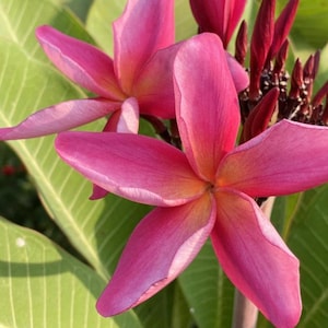 Pono Pink Plumeria Cutting (ROOTED) XL 2 Tip