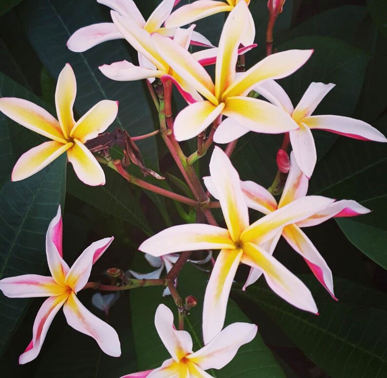 Rare Waianae Beauty Plumeria AKA Madame Poni - Etsy