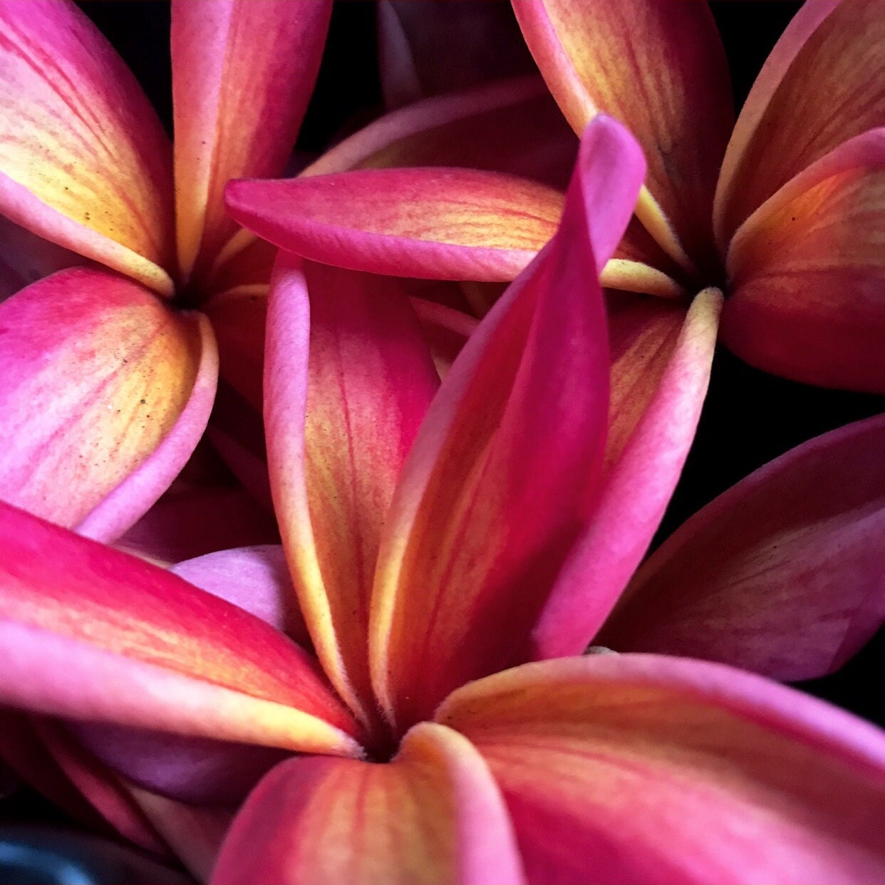 Best Smelling Hawaiian Plumeria Cutting (UNROOTED) Kauka