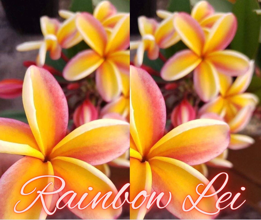 Grown in Hawaii Rainbow Lei Plumeria Cutting - Etsy