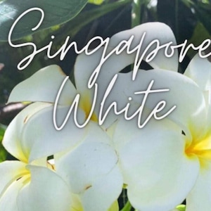 White Hawaiian Plumeria Cutting