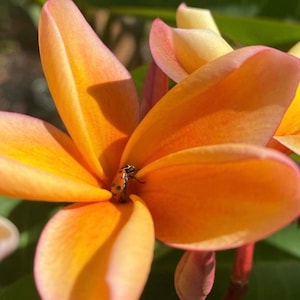 ぴーすけKauka Wilder/ Hawaiian Plumeria Frangipani Kauka Wilder - Plant Hawaii
