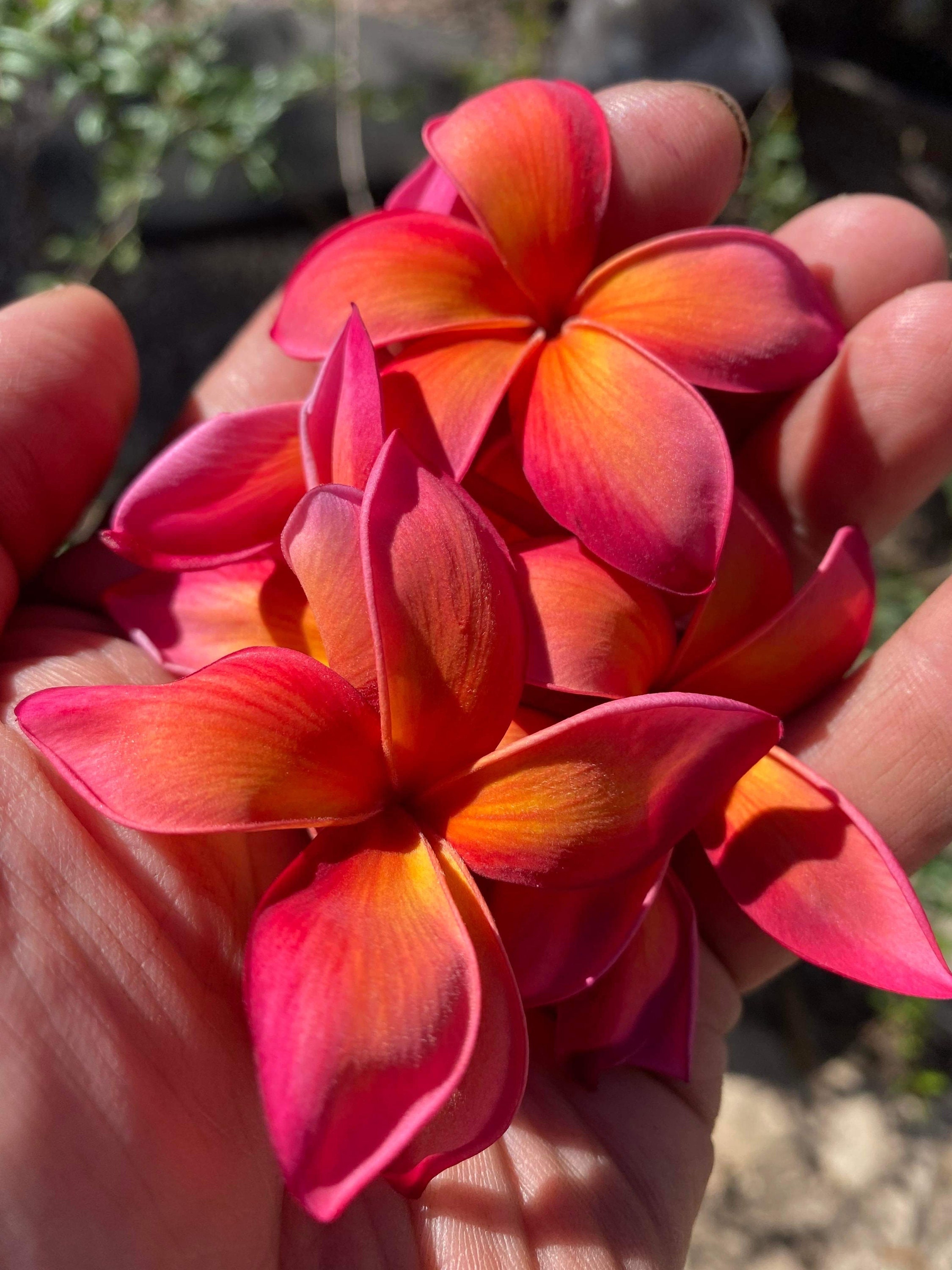 ぴーすけKauka Wilder/ Hawaiian Plumeria Frangipani Kauka Wilder - Plant Hawaii