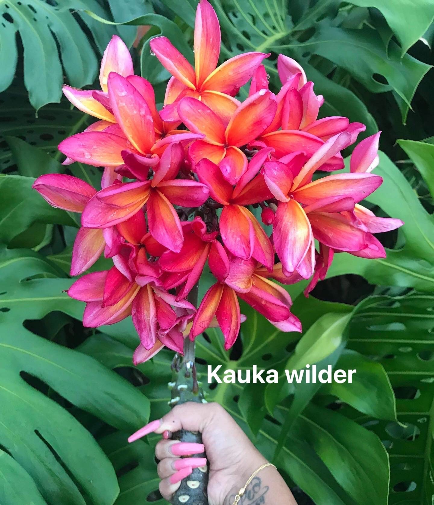 ぴーすけKauka Wilder/ Hawaiian Plumeria Frangipani Kauka Wilder - Plant Hawaii