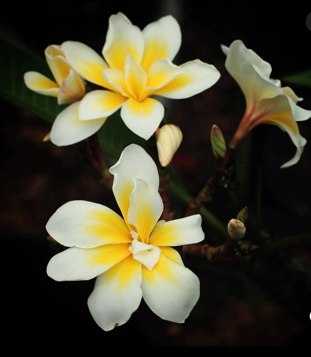 Unique Blooms! Bali Whirl Plumeria!! UNROOTED! XL Single Cut