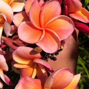 Rare Exotic Hawaiian Kauka Wilder Plumeria Cutting - Etsy