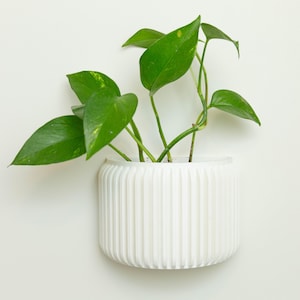 May include: A white, ribbed, cylindrical planter holding a trailing green plant. The plant features large, heart-shaped leaves with yellow markings. The planter is mounted on a white wall, creating a clean, modern look. The plant is a pothos.