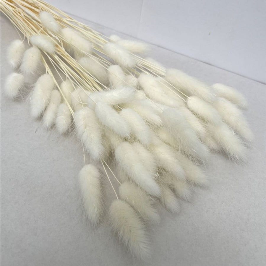 Bunny Tails White Bunny Tails Bunch Dried Bunny Tails Dried Etsy
