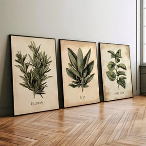 Vintage Herbs Illustration Set of 3 Wall Art Poster or Canvas Print, Cottagecore Watercolor Medicinal Herbs Print, Vintage Apothecary Print