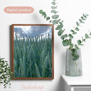 Photo of a green wheat field