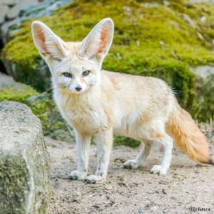 Fennec fox photography 3