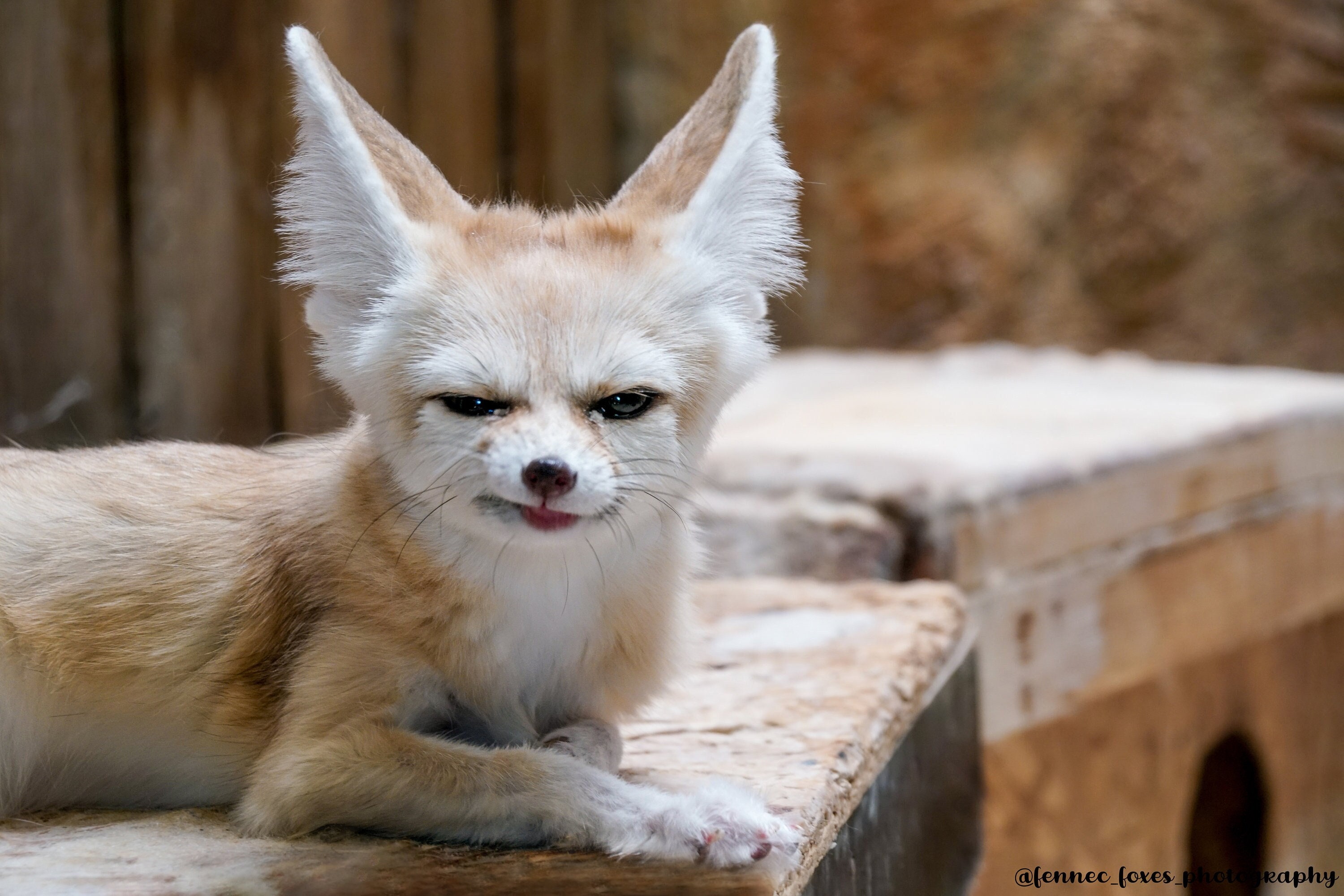 Fennec Fox Photography 7 - Etsy