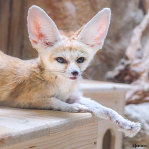 Fennec fox photography 4