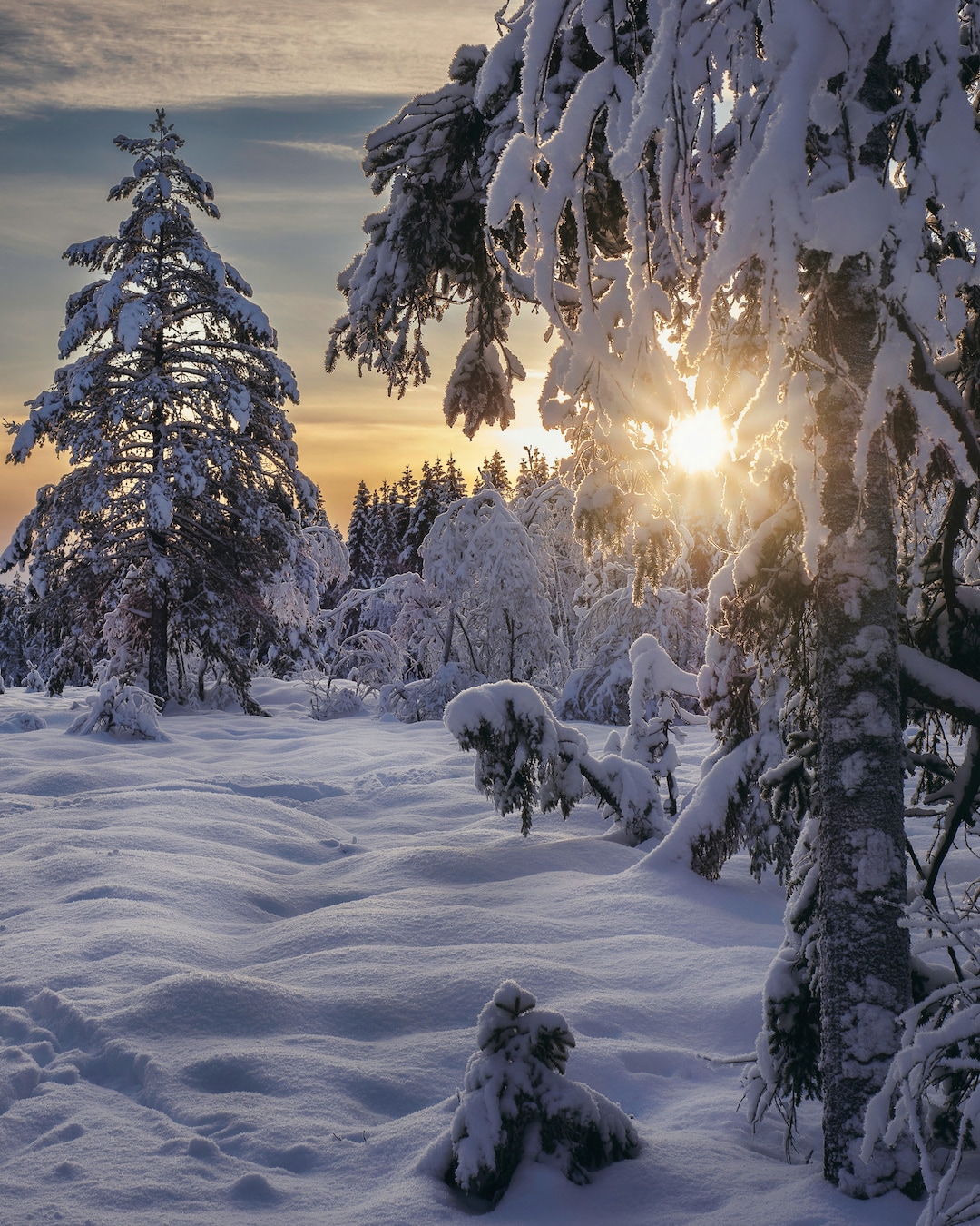 Winter Wonderland Snowy Forest Landscape Print | Oslo Forest Sunset ...