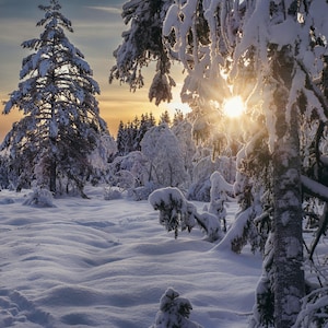 Winter Wonderland Snowy Forest Landscape Print | Oslo Forest Sunset