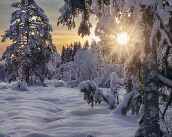 Winter Wonderland Snowy Forest Landscape Print | Oslo Forest Sunset Through Snow-Covered Trees Wall Art