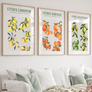 Set Of 3 Citrus Prints | Boho Kitchen Wall Art | Lemon Decor | Orange Decor | Botanical Wall Art | Digital Download PRINTABLE Citrus Art