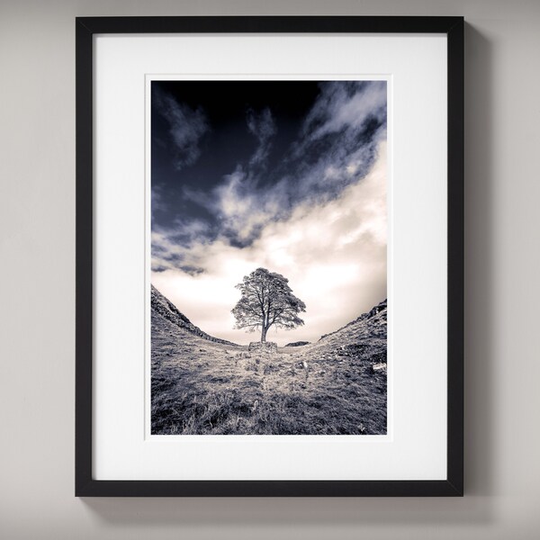 SYCAMORE GAP: landscape photo print of the iconic lone tree at Sycamore Gap. Original gallery-quality art print, framed or mounted.