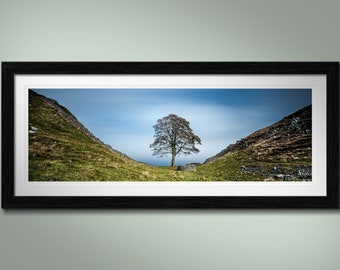 SYCAMORE GAP: landscape photo print of Sycamore Gap and the iconic lone tree. Original gallery-quality art print, framed or mounted.