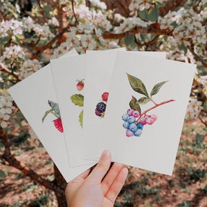 May include: A set of four white greeting cards featuring detailed watercolor illustrations of various berries, including raspberries, strawberries, blackberries, and blueberries on individual stems with green leaves.