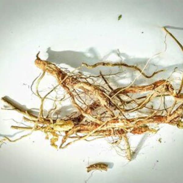 Guinea Hen Weed / Anamu Weed, Gully Root (Petiveria Alliacea)