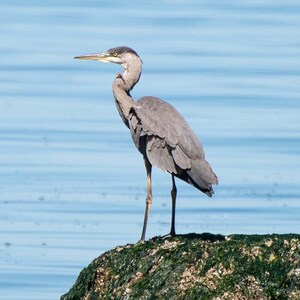 Great Blue Heron - Greeting Card