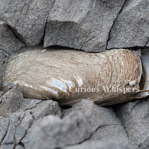 May include: A fossilized shell fragment, light brown and white, embedded in gray rock. The shell has a textured surface and is surrounded by rough, fractured stone. The image includes the text "Curious Whispers".