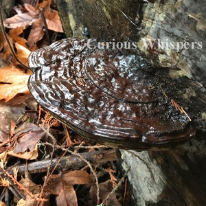 8.5&quot; x 11&quot; Print - Chocolate Bracket Fungus
