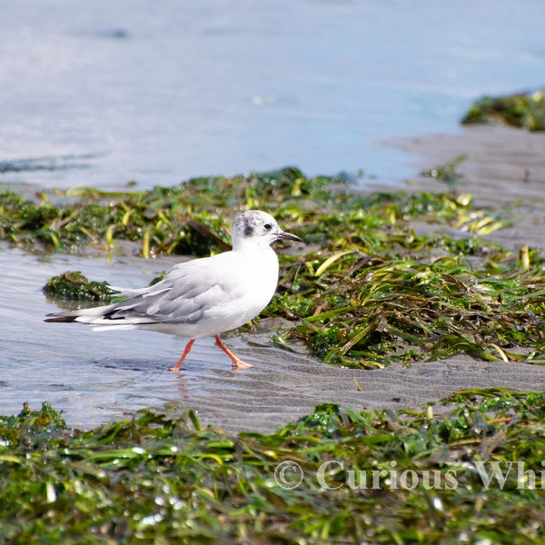 8.5" x 11" Print - Bonaparte's Gull Looking for Lunch