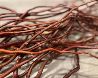 Deep Red 'Scarlet Curls' Curly Willow for Floral Arrangements, 3-5ft, 10 & 25-count