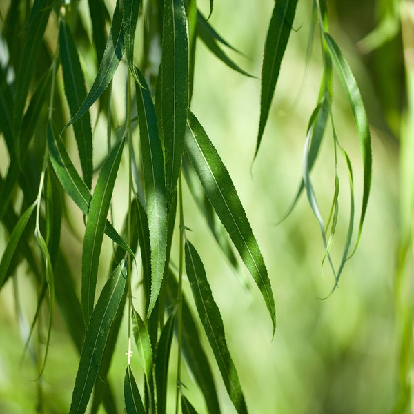 Weeping Willow Cutting 1-2ft Salix babylonica Easy Fast Growing Shade Tree Fall Willow Golden Leaf Natural Wreath Rooted Ready to Plant Gift