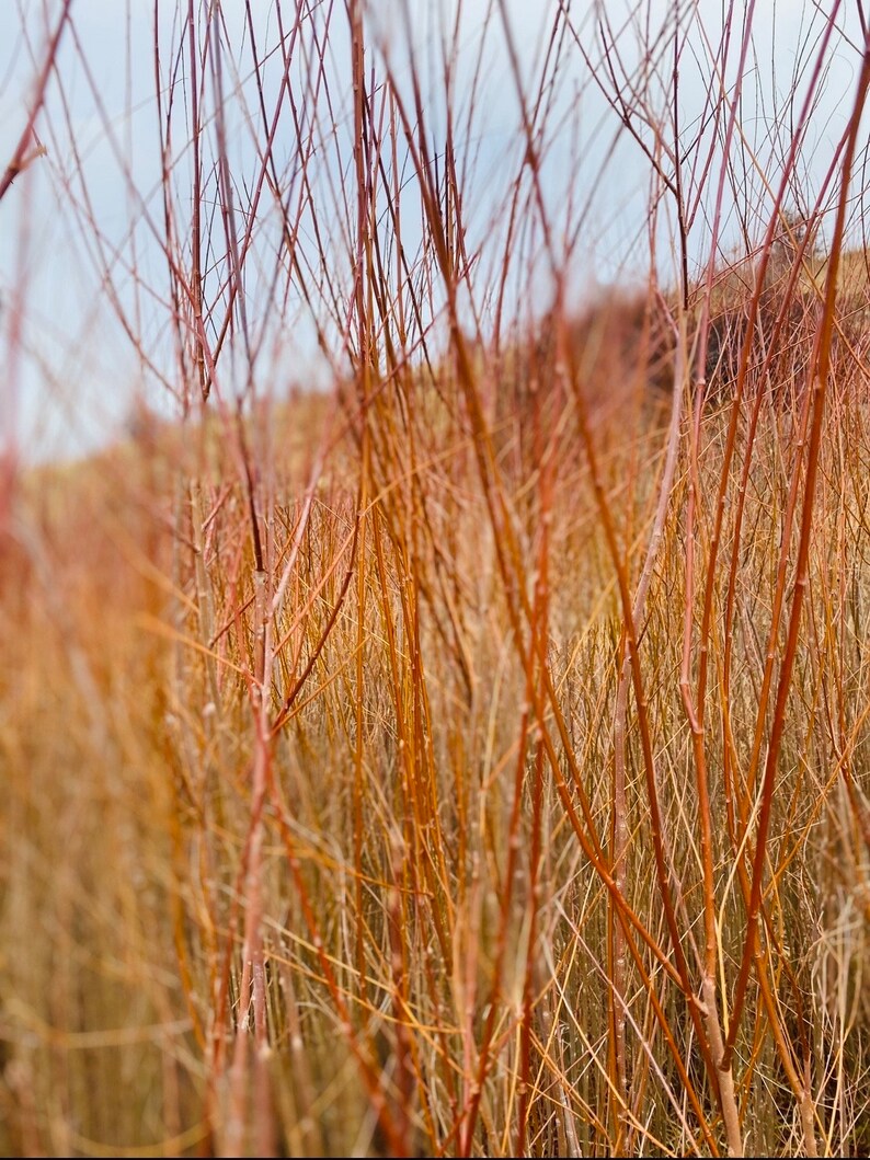24 Willow Plant Cutting Rooted Ready to Plant Basketry Willow