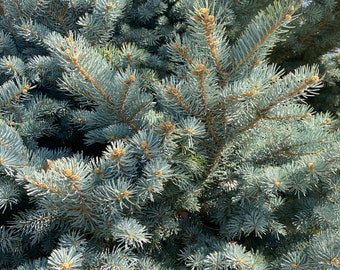 Colorado Blue Spruce Evergreen Cuttings for Seasonal Wreaths, Garlands and Swags | Unique Wedding Centerpieces and Plush Bridesmaid Bouquets