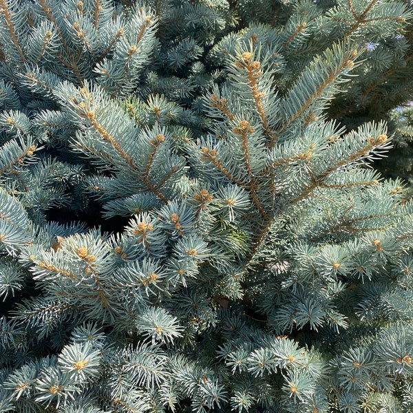 Colorado Blue Spruce Evergreen Cuttings for Seasonal Wreaths, Garlands and Swags | Unique Wedding Centerpieces and Plush Bridesmaid Bouquets