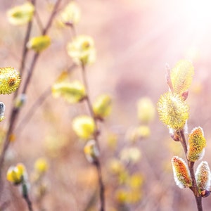 May include: Close-up of willow branches with fuzzy, yellow buds against a blurred background of sunlight.