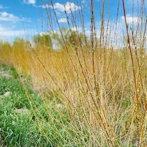Freshly Harvested & Naturally Dried Willow Branches for Basket Weaving 4FT - 5FT in Length Living Garden Structure BUY 3 BUNDLES Get 1 FREE